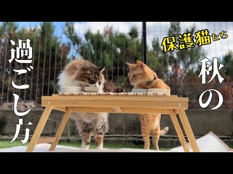 保護猫たちとピクニック🍂外猫たちは元気ですか？【元野良猫まるとら&ぽこまる】