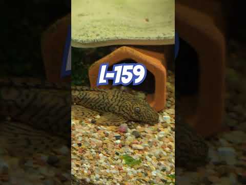 2 ancistrus  species #aquariumfish #fishtank #fish 