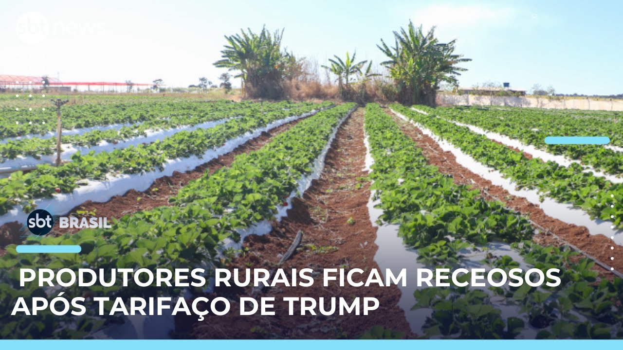 Primeiros meses de 2025 exportações do Brasil para os EUA atingiram recorde | SBTBrasil