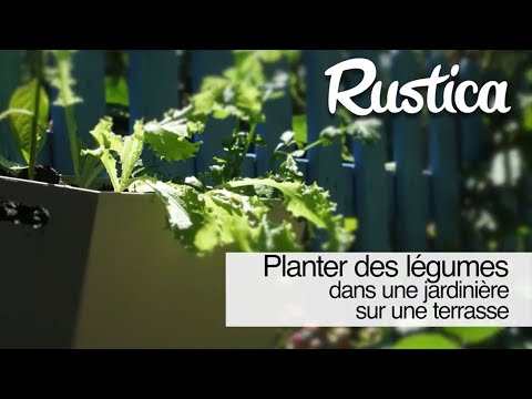 Planter du céleri du piment et de la chicorée au balcon