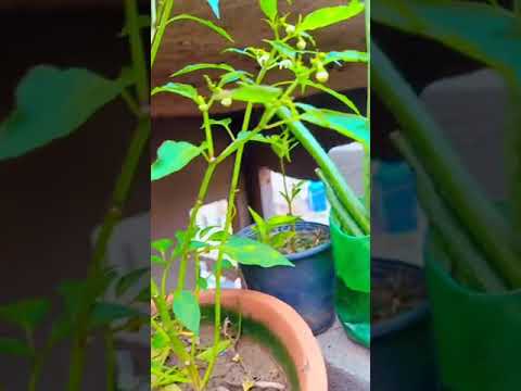 Home garden #youtube #rakshabandhanbrotherandsister ##garden #plants #shorts