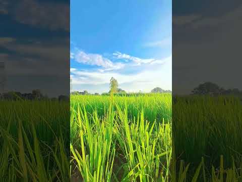 Village life Natural life India | India Wale vlog #arijitsingh