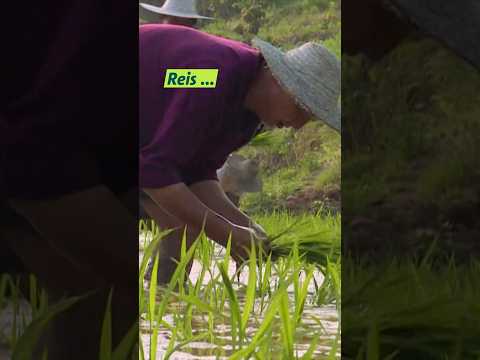Reis aus Bayern #shorts  #unserland #landwirtschaft  #reis  #bayern  #klimawandel  #innovation