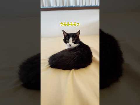 おむすび病院デー＆危険を察知して隠れるエース🍤 #cats