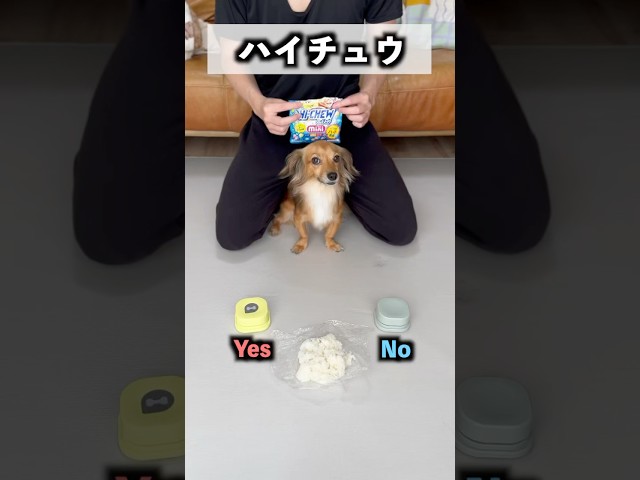 愛犬に具材選ばせておにぎり作ったら盛り沢山になったwww