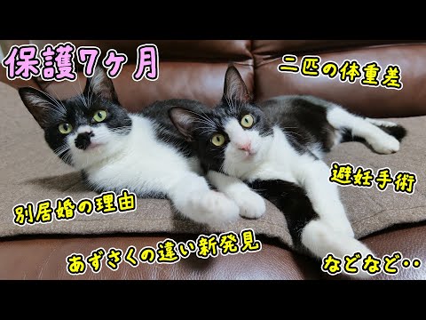 子猫姉妹を保護して7カ月🐈🐈避妊手術、あずさくの引越し、生活の現状などいろいろなお話