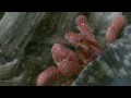 Hermit Crabs - Straw After Molt