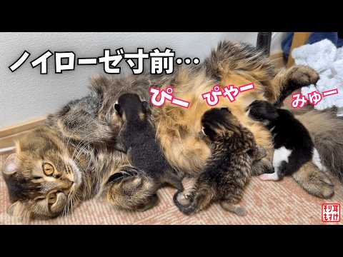 赤ちゃんの誕生と授乳でもう限界…ママを救うパパの神対応に涙。【2000万再生動画フル版】