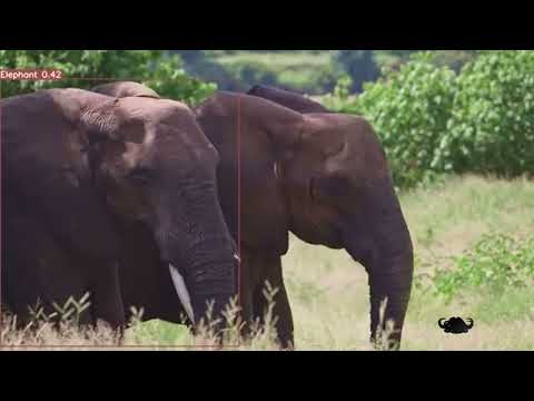 Projects Using Technology to Assist Conservation!