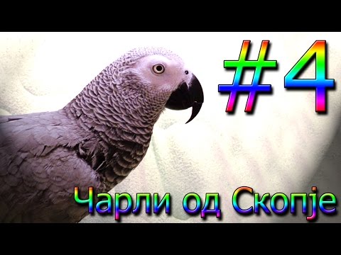 Ова е Чарли од Скопје, папагалот кој многу добро зборува македонски