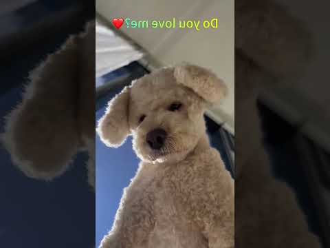 #fyp #bemyfriend #lonely #dog #dogs #cutepuppy #love #tiktok #doglover #lovedogs 6