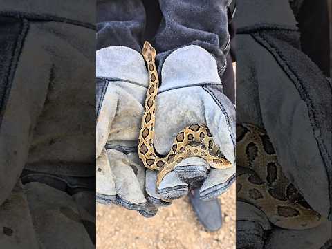 #Russell's #viper snake ☠️