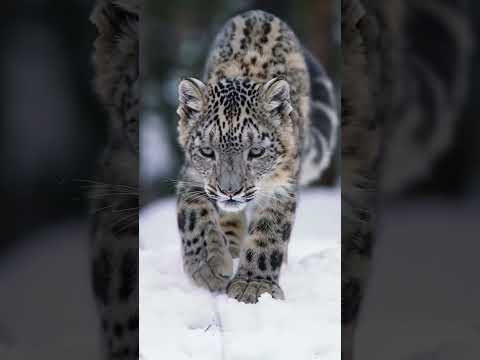 Wild cat😅😅#highlights #cat#viral #viralvideo #snow