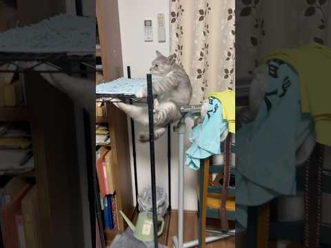 タマサブロー危機一髪！Cat's Close Call #保護猫