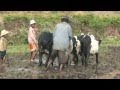 Madagascar - Part 8 - Voyage à pied en Pays Zafimaniry, Tanala, Betsiléo