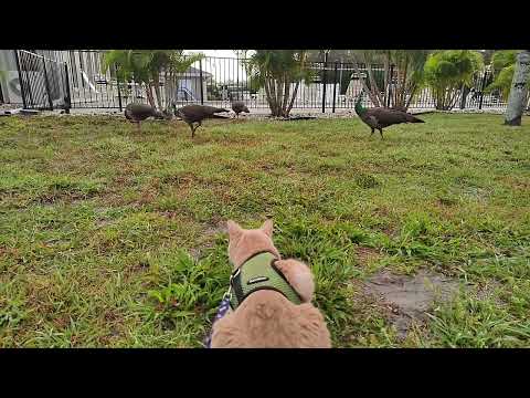 Cat on Leash Encounters Peacocks