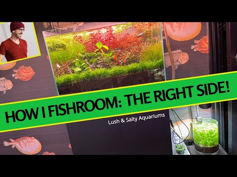 Fish Room (Planted Tank Color Explosion)! Checking out the right side of fish room_ Super lush 20 gallon planted aquarium. Ultra-colorful aqua