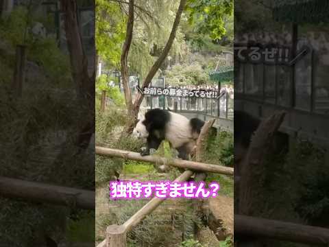 パンダの失敗集に思わず笑っちゃうけど、やっぱりカワイイ