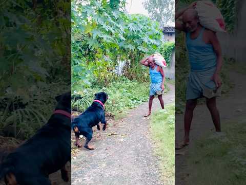 Rottwieler Attack the public🥷🏻Wildlifemax #guarddog #pets #doglover #attacking #short #viralshorts