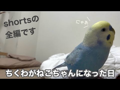#198 ちくわがねこちゃんになった日 セキセイインコ 男の子 4歳