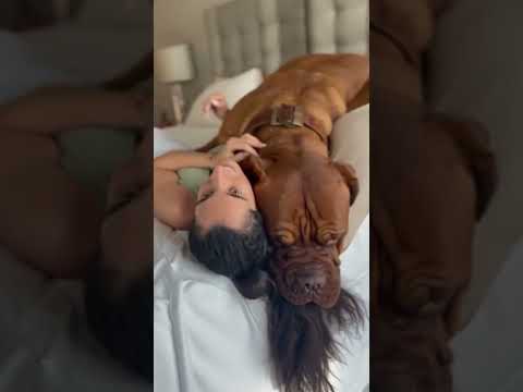 Mastín bullies a mum #dogshorts #mum #wildlife