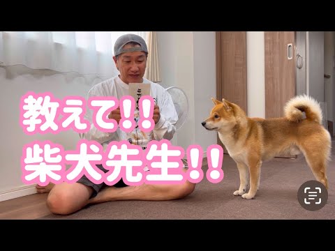 柴犬とん君と飼い主のほのぼのな日常と愉快な動画をご覧ください サムネイル