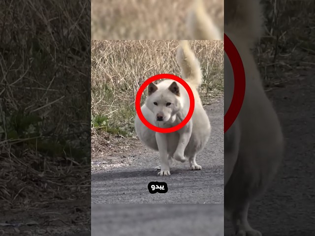 اعتقدوا ان الكلب كان حاملا لكنهم انصدموا عندما عرفوا السبب!⭕😳