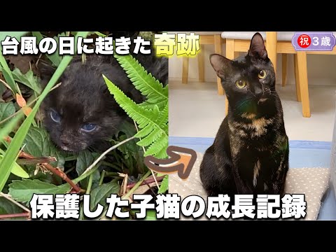 台風の日に保護した子猫｜3年の成長記録