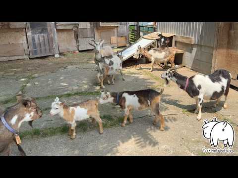 一斉に走り出すヤギたちの放牧時間　2025年6月8日　吉がけ牧場　#goat