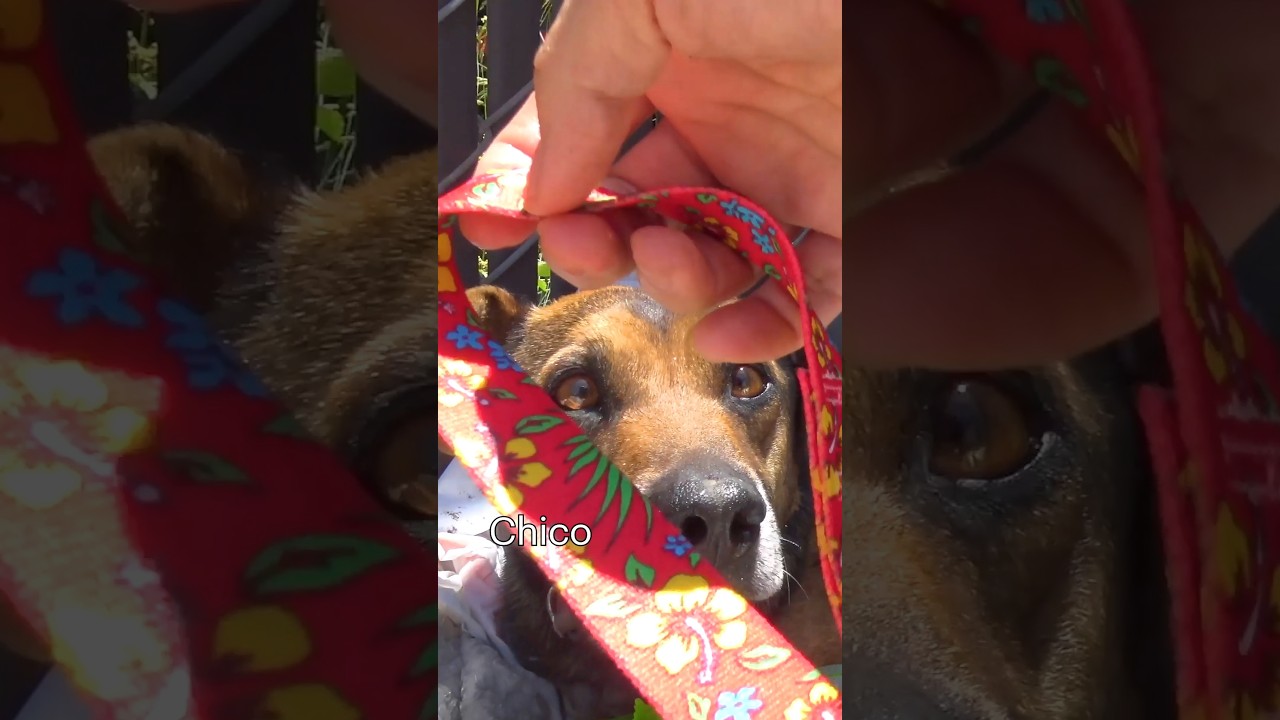 Lucky Leash 8