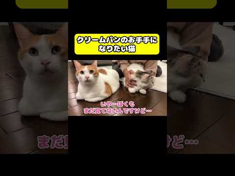関西弁猫つくしのメロンパン風動画｜笑えてかわいいおもしろ映像 サムネイル