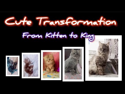 "The Circle of Life: Mr. Timmy's Journey from Kittenhood to Adulthood"* @catoolover4540