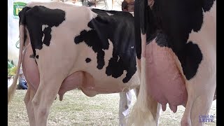 Gado leiteiro é destaque na Itaipu Rural Show no oeste catarinense