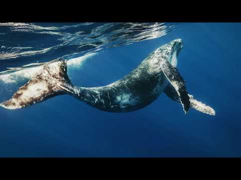 Rodrigo Rodríguez - Dancing Whales 