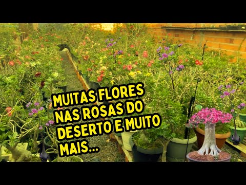 COMO TENHO MUITAS FLORES NA ROSA DO DESERTO