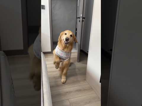 O CACHORRO está de castigo no NATAL 😱🚨