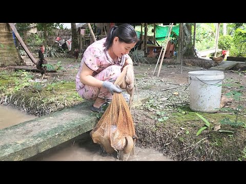 Đang Thèm Cá Rô Đồng Kho Mắm Ra Vườn Quăng Một Chài Là Cá Gỡ Mỏi Tay | BQCM & Family T1144