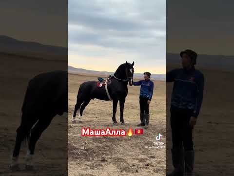 #рекомендации #horse #лошадки #рек #лошади