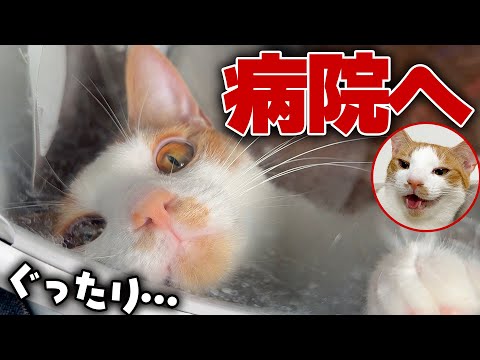 【診察不能】体調を崩した子猫を病院へ…。 まさかの理由で心音が測れませんでした…