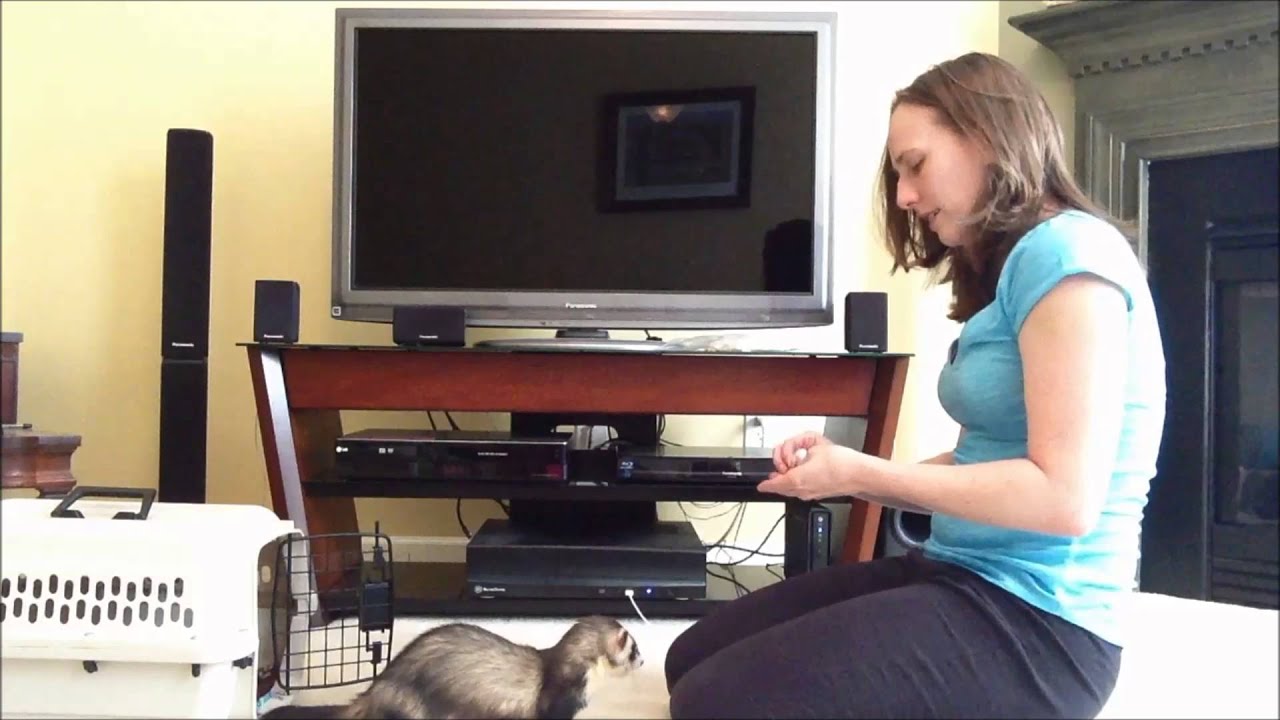 Ferret Training 205: Teaching your ferret to come when called - YouTube