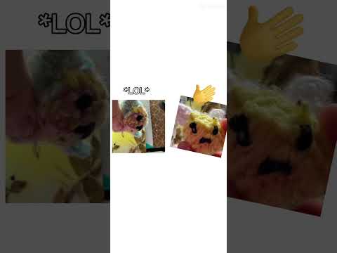 Bee and Axolotl have a FIGHT? #bee #axolotl #knitting #art