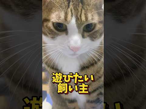 猫の動画サムネイル - 最後まで付き合ってくれる猫#cats #shorts #球太