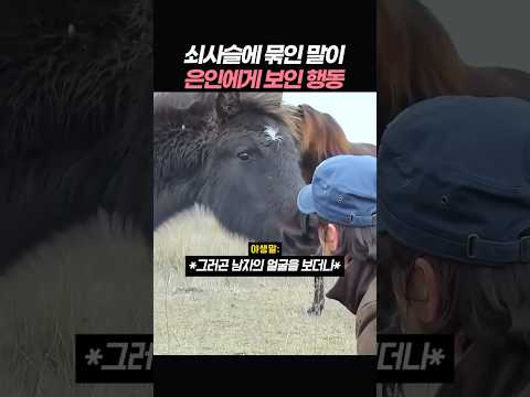 쇠사슬에 묶인 말이 <strong>은인에게</strong> 보인 행동