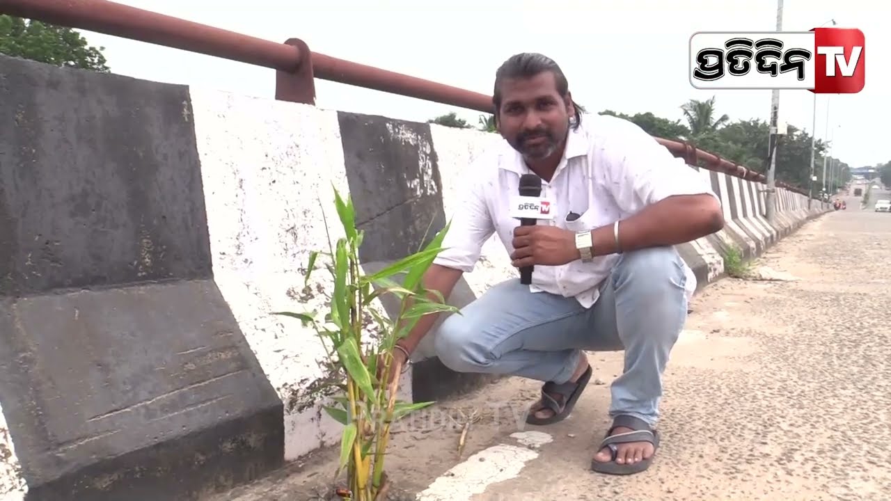 ବୋନସାଇ ବାଉଁଶ ଫୁଟେଇଲା, VSS ନଗର ଓଭରବ୍ରିଜ। Bamboo plant grow over VSS nagar over bridge.