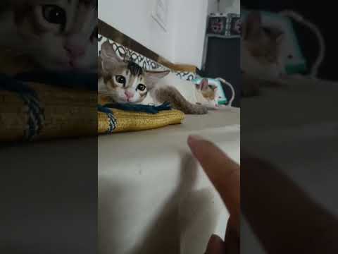 youtube video cat#cute kitten