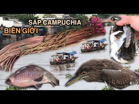 CHỢ BIÊN GIỚI "SẢN VẬT" MÙA NƯỚC NỔI TRÀN ĐẦY CHỢ TÂN HỒNG, BÀ CON TIỂU THƯƠNG KHẨN CẦU, K.Ê.U C.Ư.U