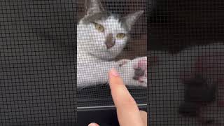 【日常】だるーい！朝をダラダラ過ごす猫のニコくんを網戸越しから眺めている様子#ねこのいる生活 #cat