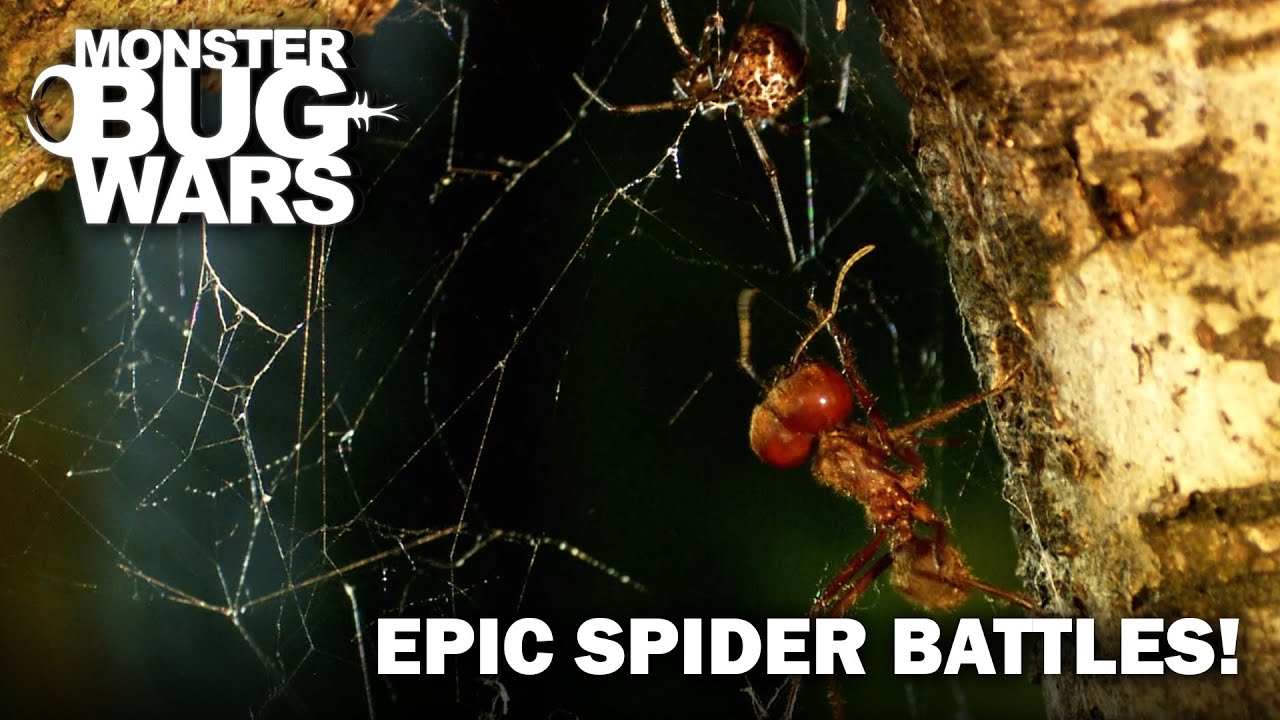 Epic Spider Battles from Monster Bug Wars Season 2 | Monster Bug Wars