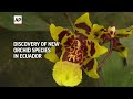Researchers in Ecuador discover new species of orchid  - 01:14 min - News - Video