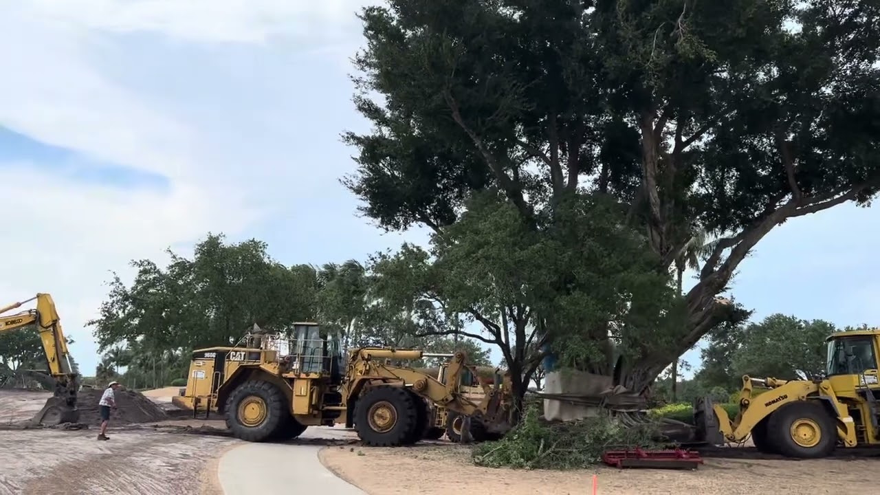 Large Tree Delivery, Installation, and Relocation - J.D. Thornton Nurseries